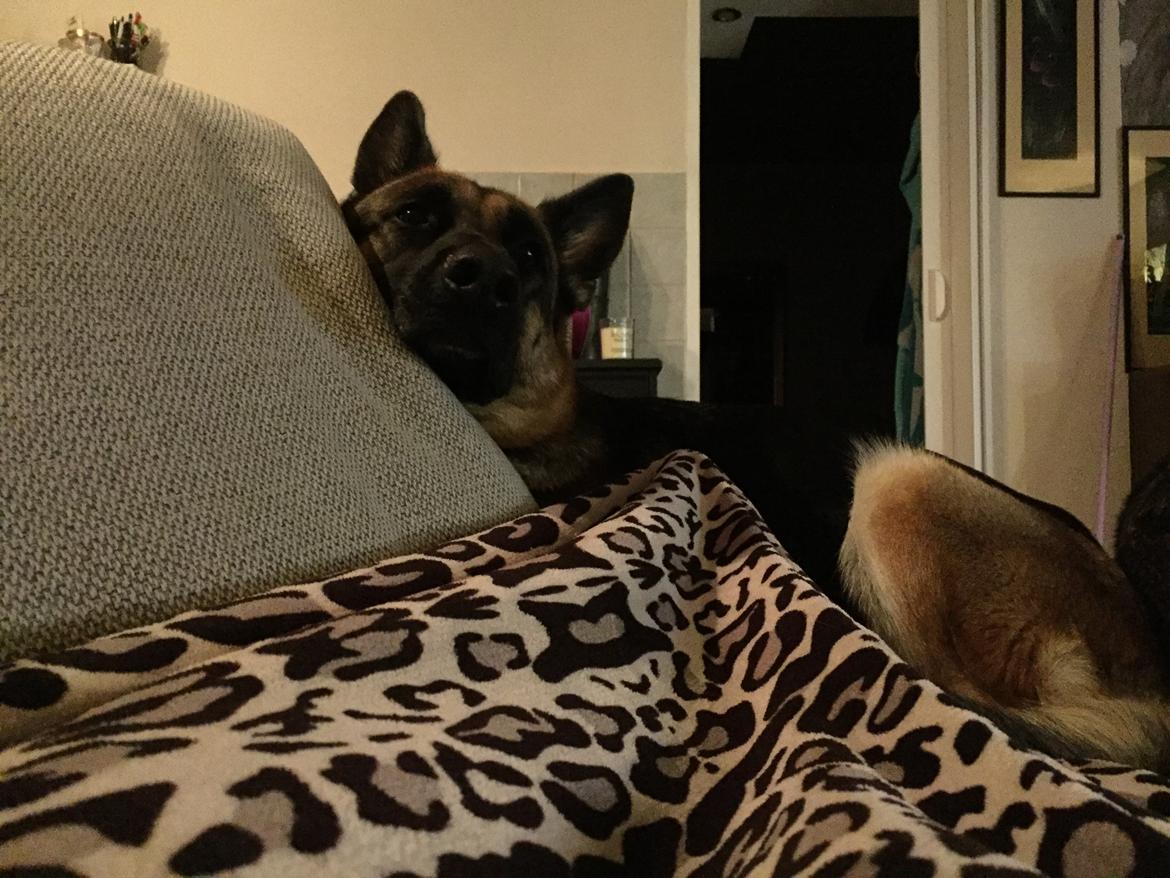 Schæferhund Nala billede 20