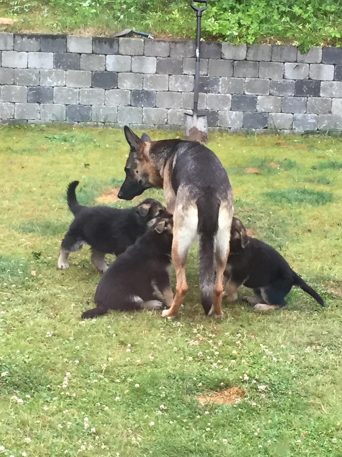 Schæferhund Nala billede 21