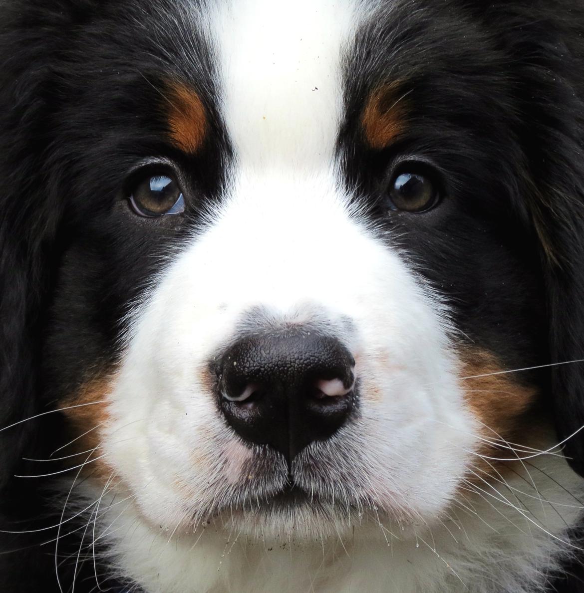 Berner sennenhund Lady Xiera's Teddy Bear (Leopold)  - Close up billede 20