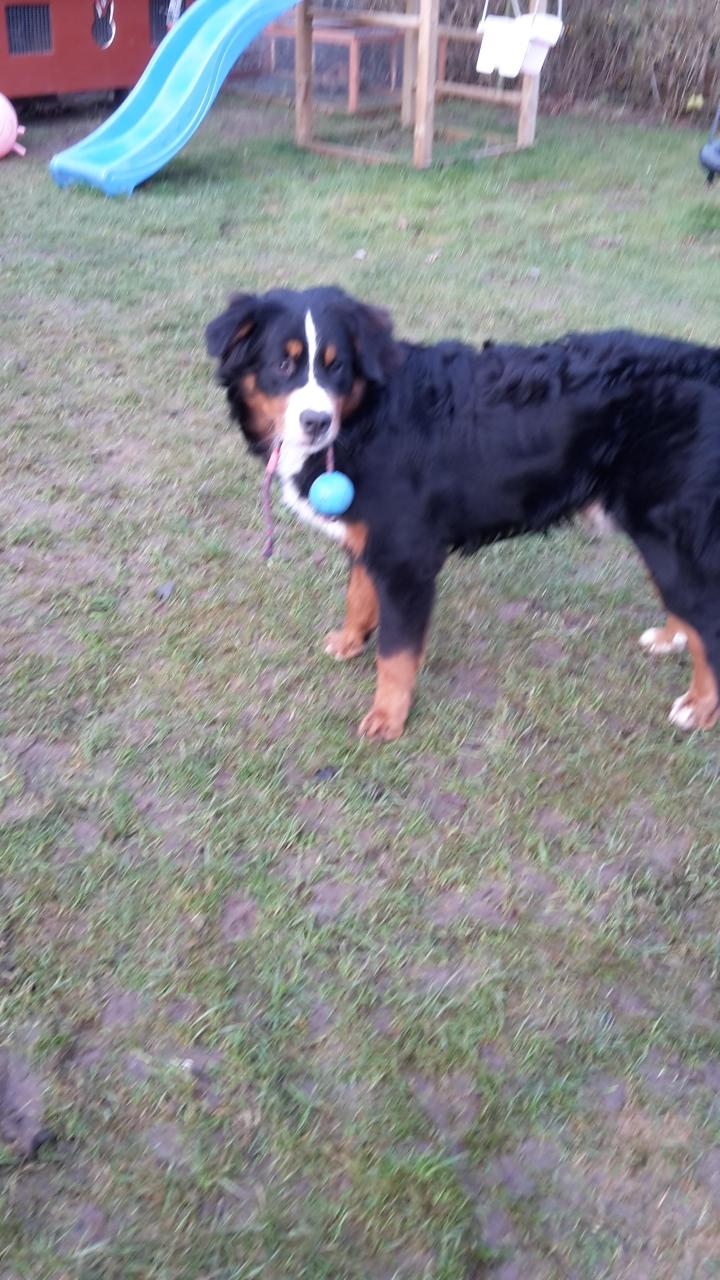 Berner sennenhund Dumle - Jeg leger med mor i haven december 16 billede 24
