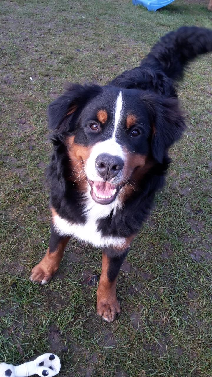 Berner sennenhund Dumle - december 16 billede 27