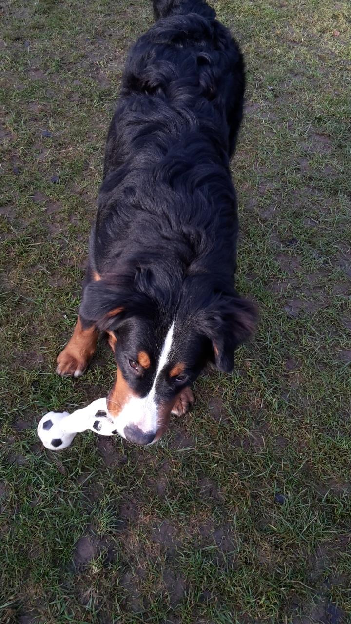 Berner sennenhund Dumle - leger med mor I haven december 16 billede 29