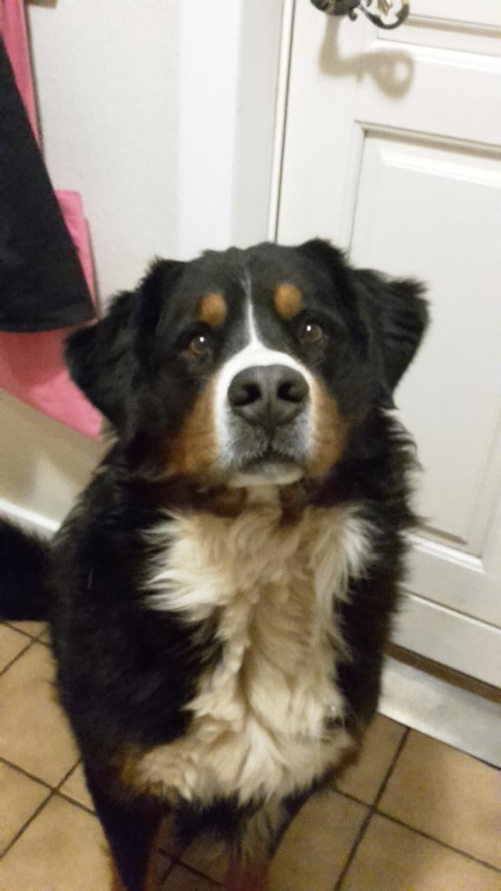 Berner sennenhund Balou - 27/12 - 16 billede 43