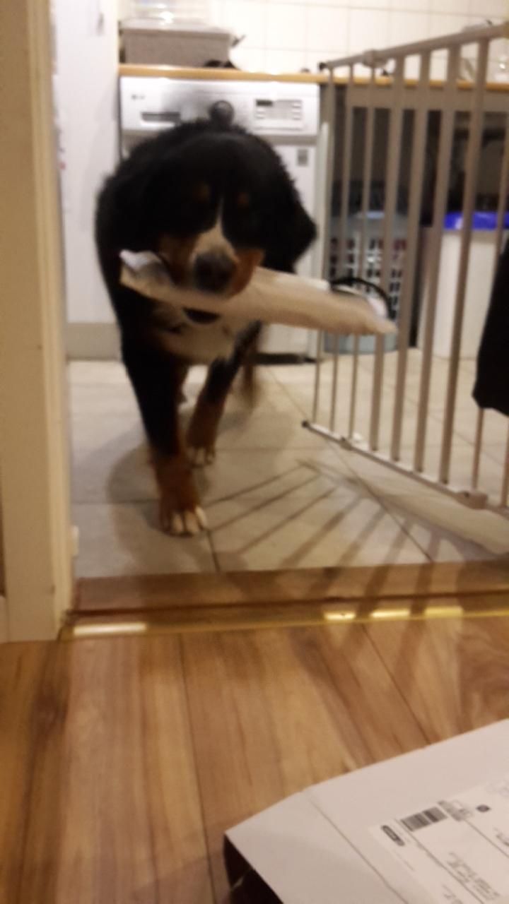 Berner sennenhund Balou - Min julegave 24/12 - 16 billede 44