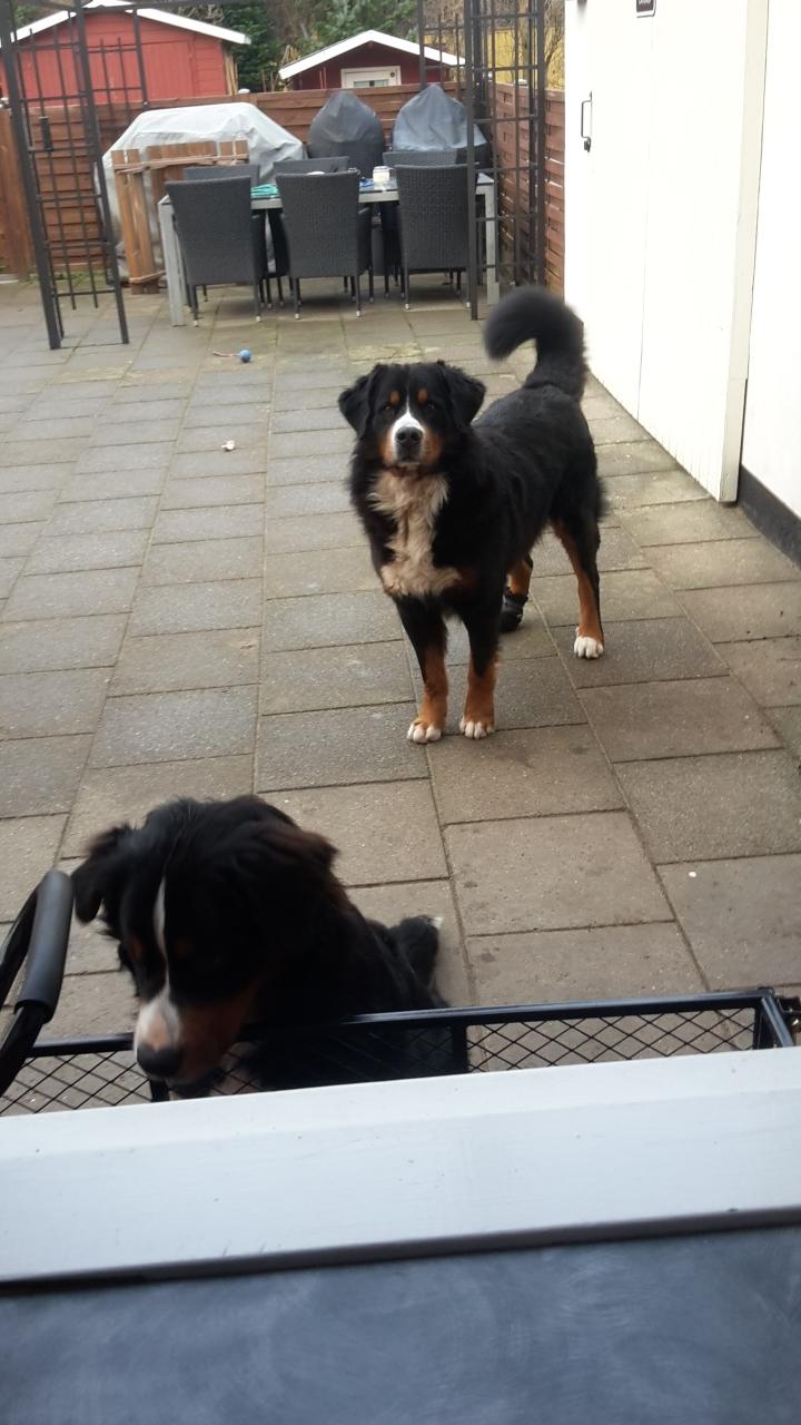 Berner sennenhund Balou - 28/12 - 16  billede 45