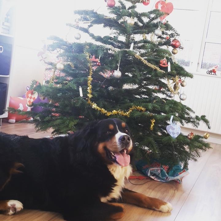 Berner sennenhund Balou - juleaften 24/12 - 16 billede 46