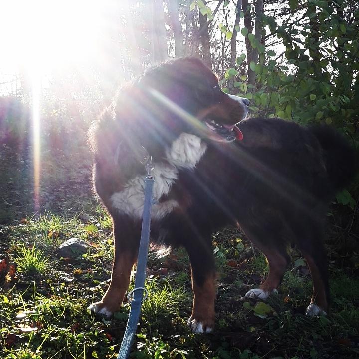 Berner sennenhund Balou - 15/12 - 16 billede 47