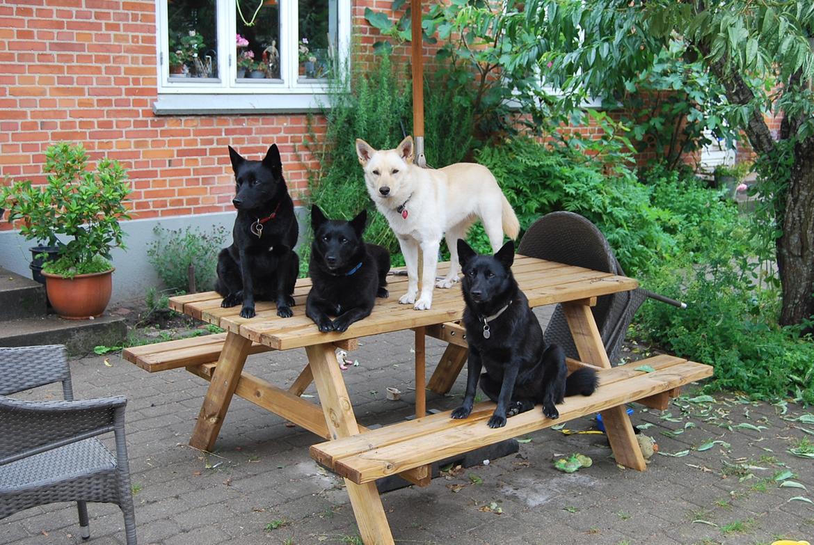 Sort spids Selena billede 5