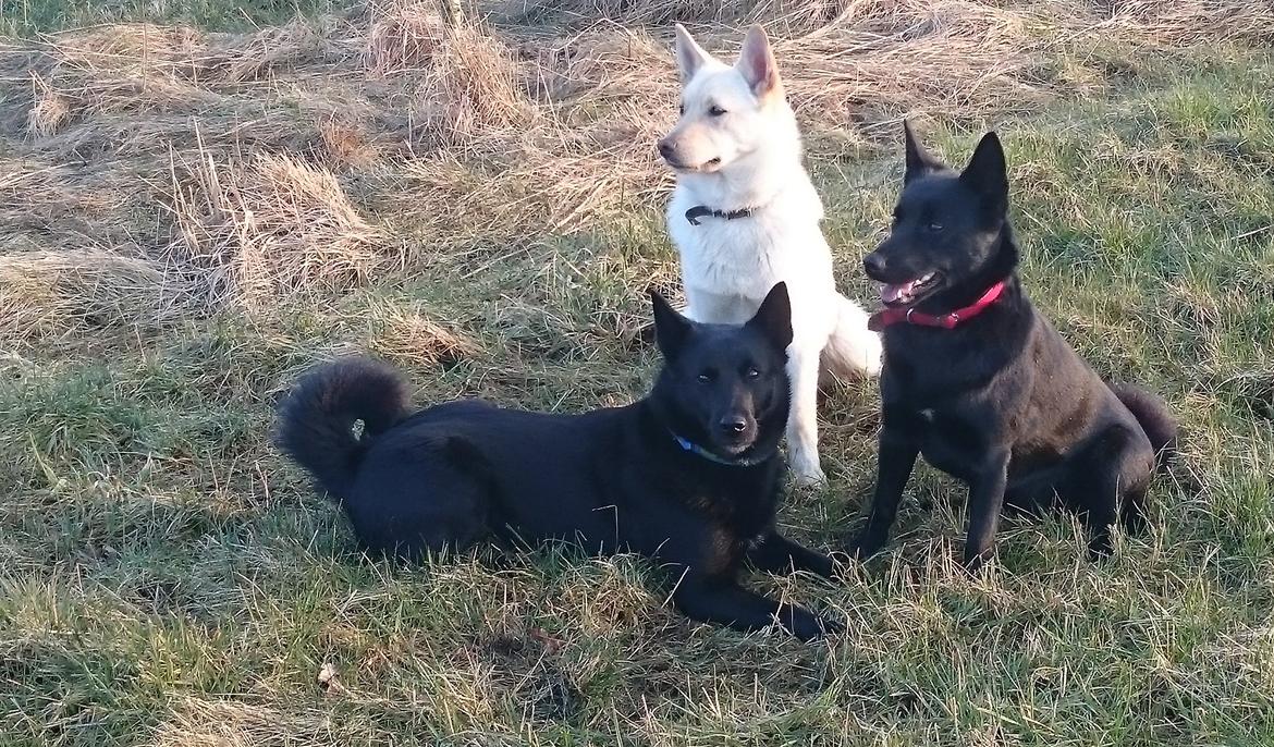 Sort spids Selena billede 3