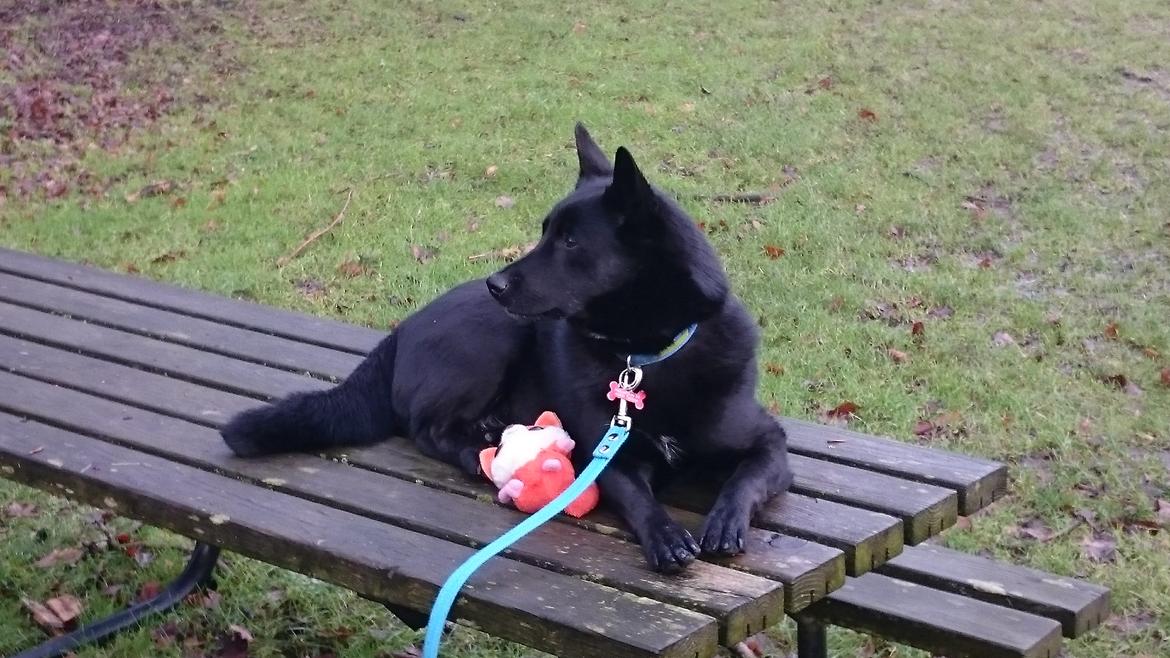 Sort spids Selena billede 2