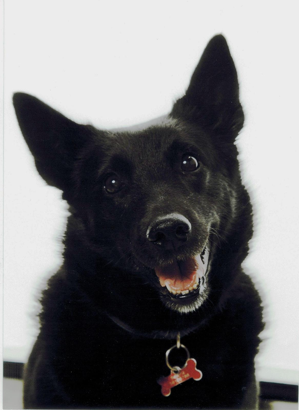 Sort spids Selena billede 1