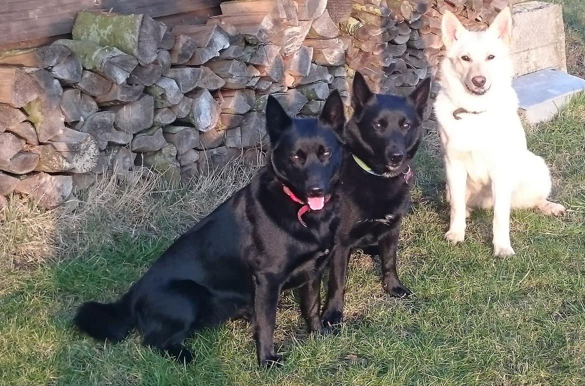 Sort spids Selena billede 4