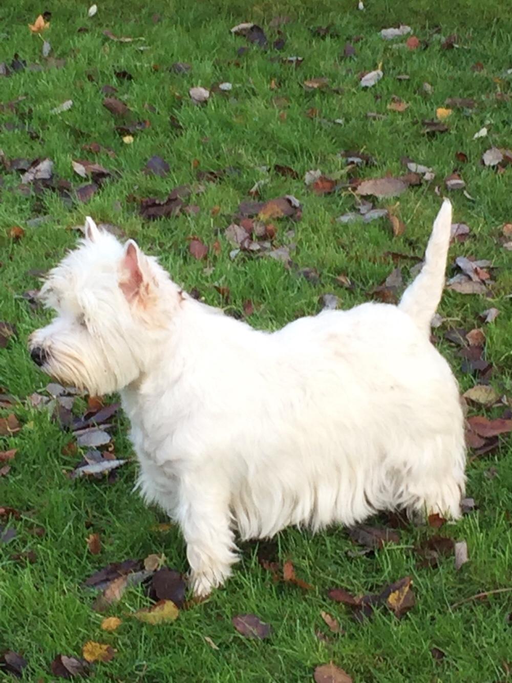 West highland white terrier Laura billede 3