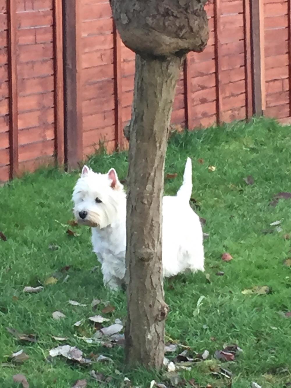 West highland white terrier Laura billede 4