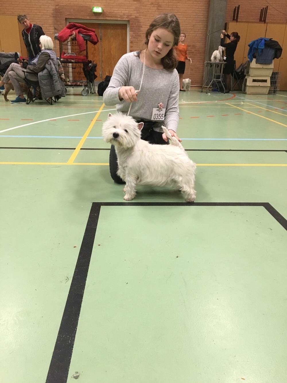 West highland white terrier Laura billede 5