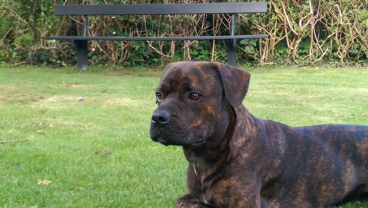 Blanding af racer Hercules billede 17