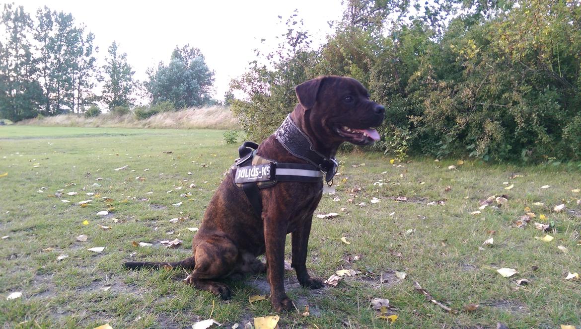 Blanding af racer Hercules billede 18