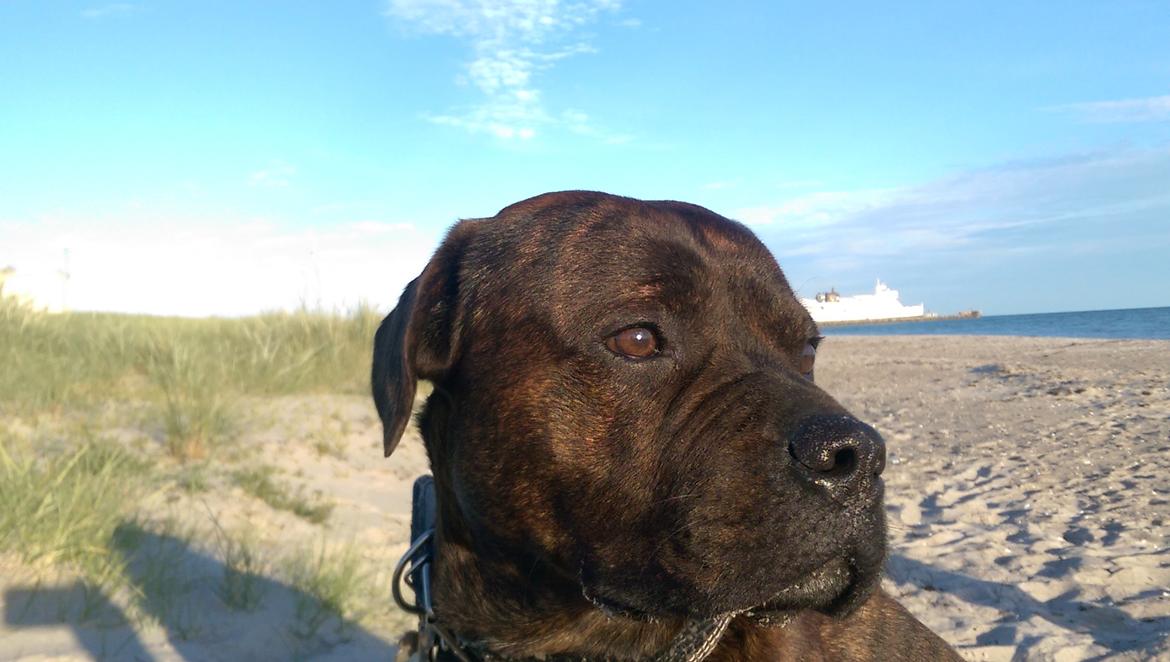 Blanding af racer Hercules billede 19