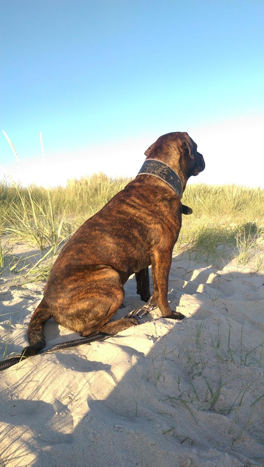 Blanding af racer Hercules billede 20