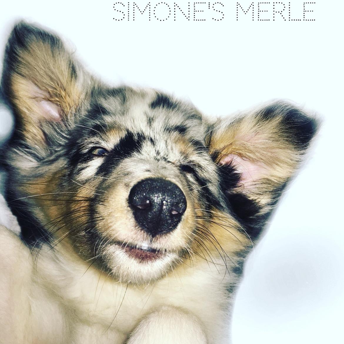 Shetland sheepdog Merle  billede 9