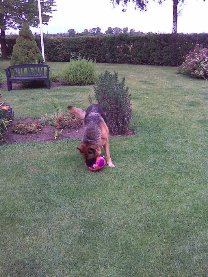 Schæferhund Hekami Tøsen. (Tøsen). (Mine forældres). billede 34