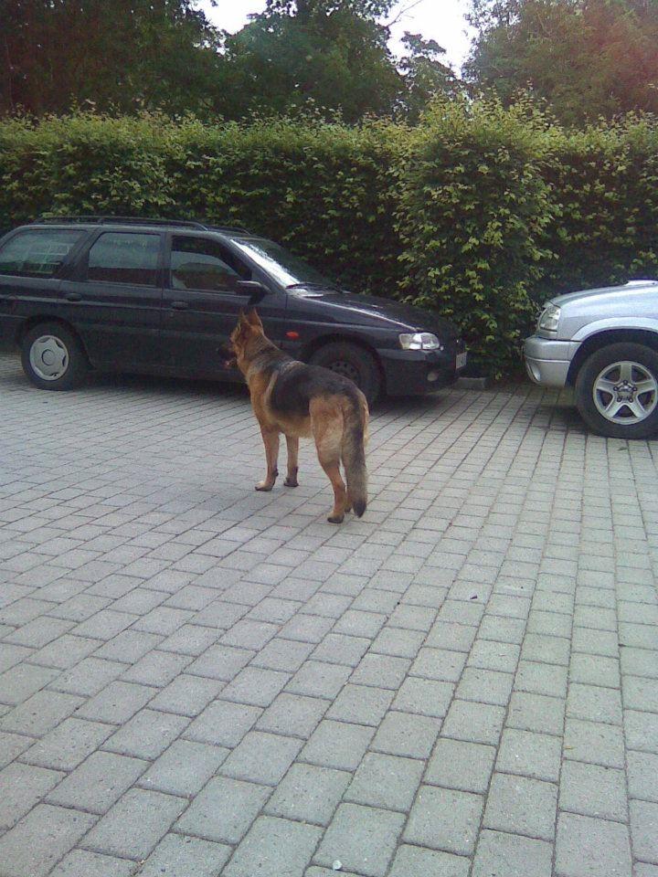 Schæferhund Hekami Tøsen. (Tøsen). (Mine forældres). billede 43