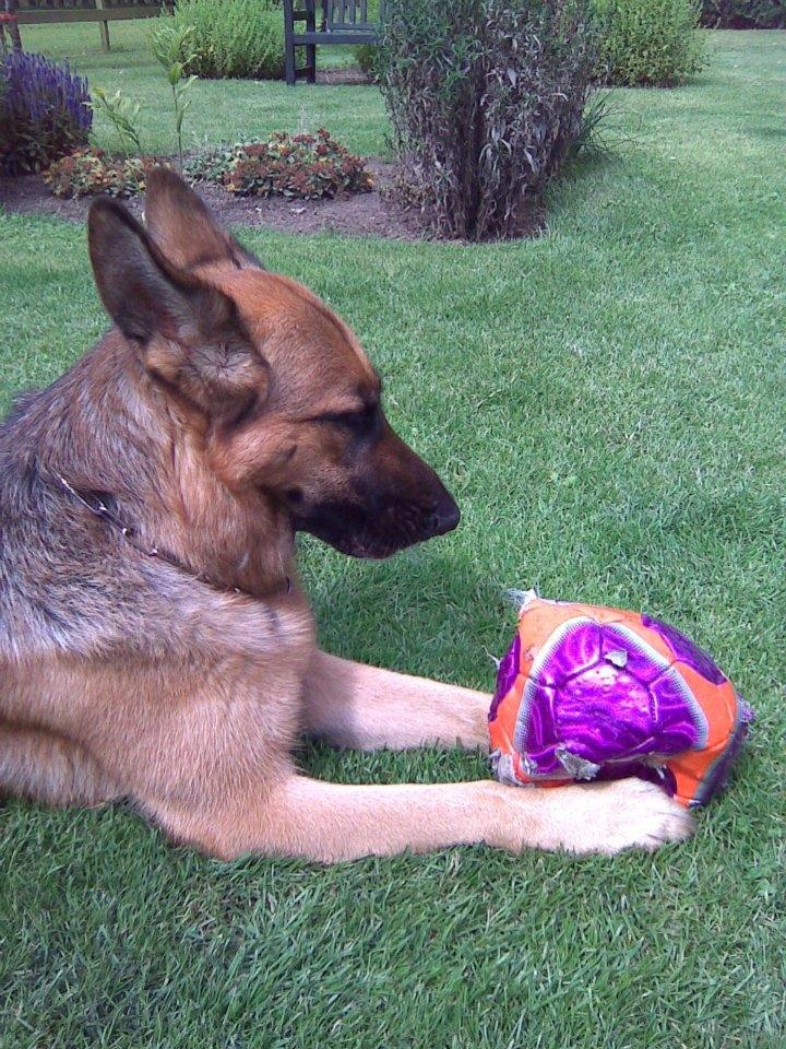 Schæferhund Hekami Tøsen. (Tøsen). (Mine forældres). billede 22