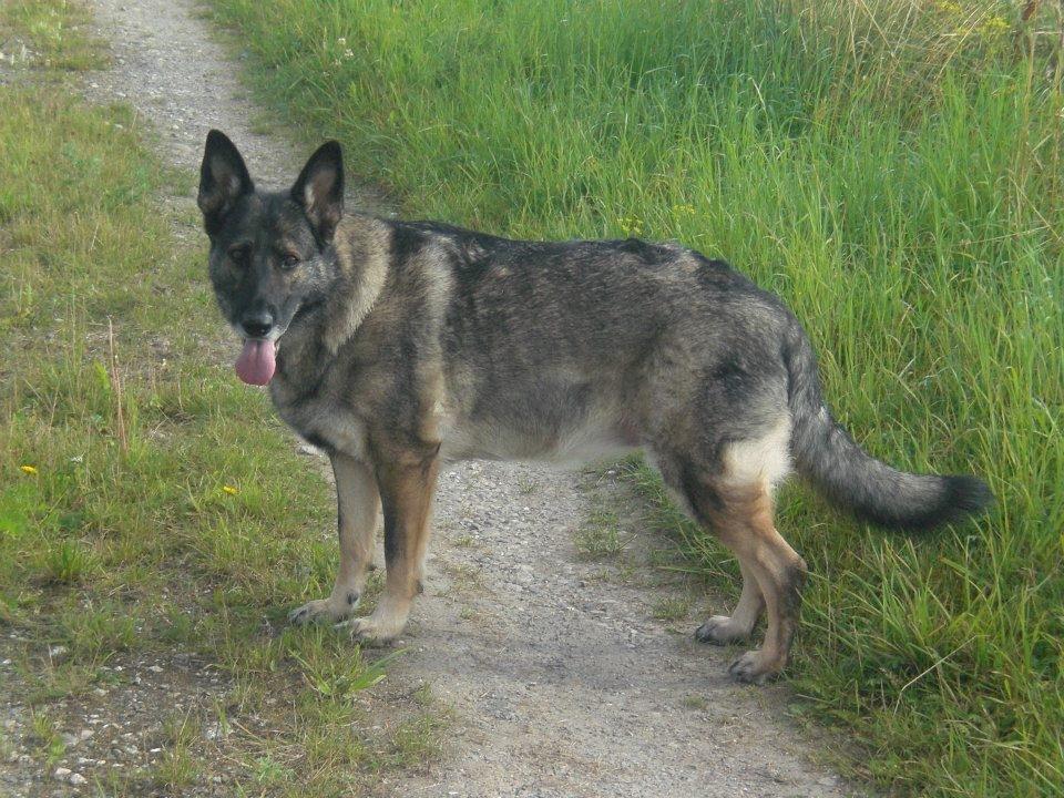Schæferhund Ulveskovens Ofelia. (Laika). billede 13