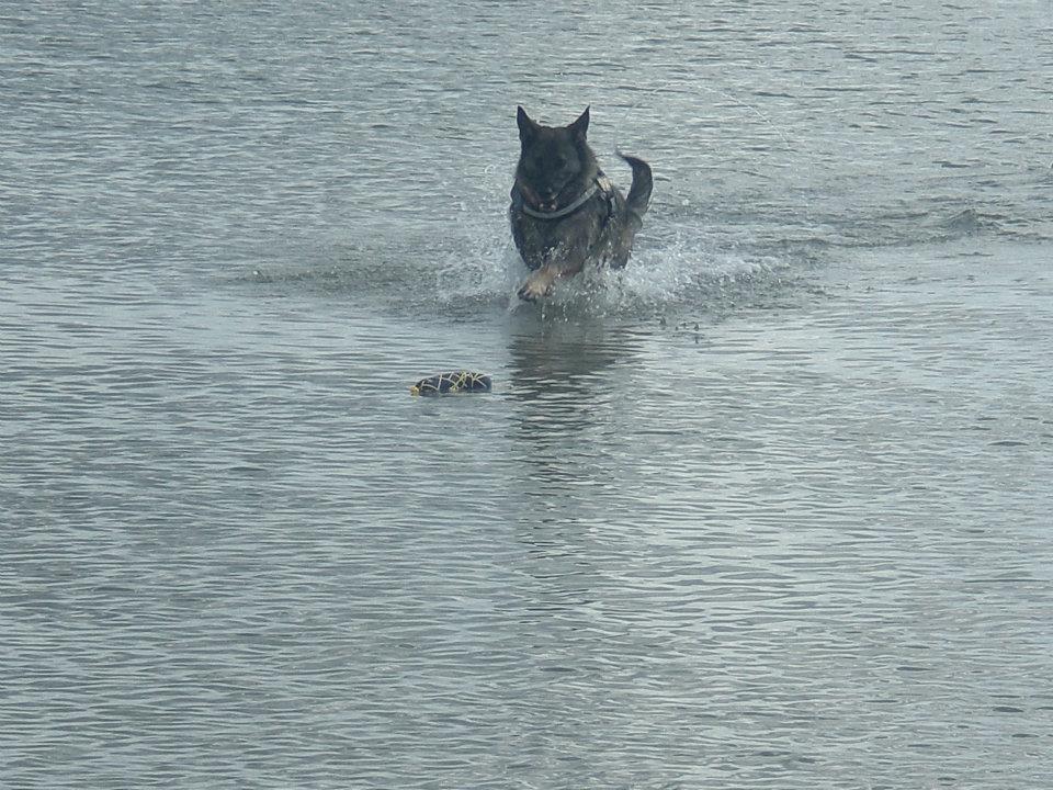 Schæferhund Ulveskovens Ofelia. (Laika). billede 14