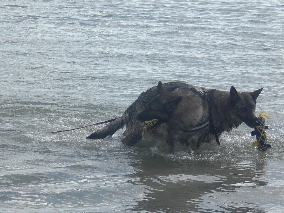 Schæferhund Sportshund Cheska. (Zenta). billede 27