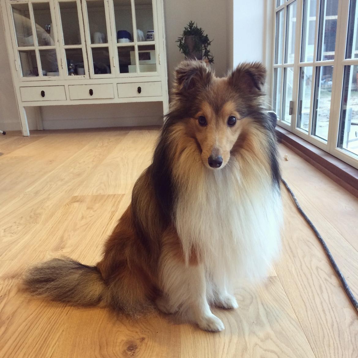Shetland sheepdog Canto billede 23