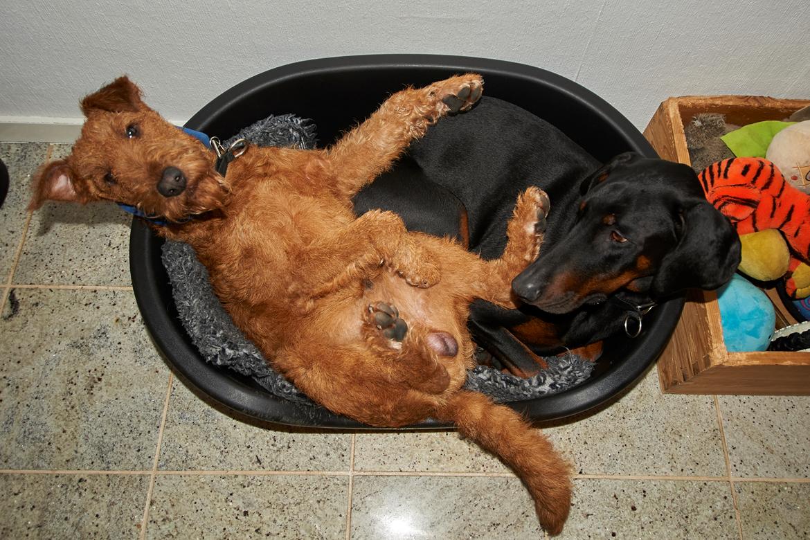 Dobermann Flottenheimer Perle billede 11