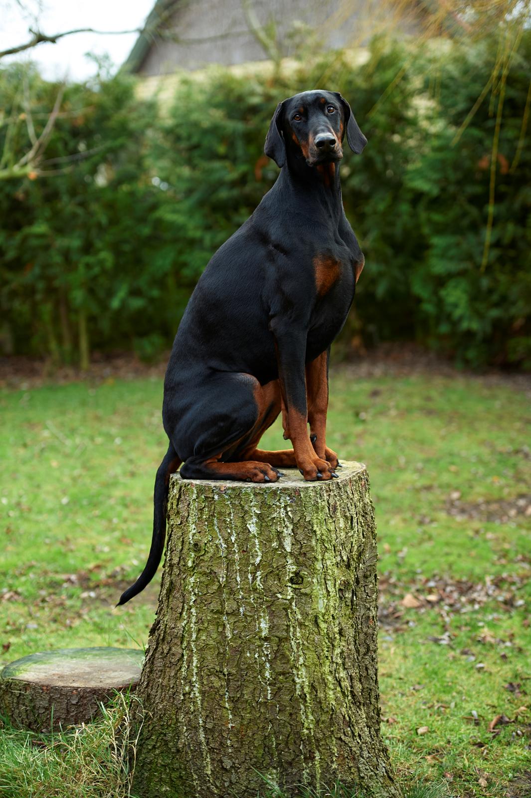 Dobermann Flottenheimer Perle billede 1