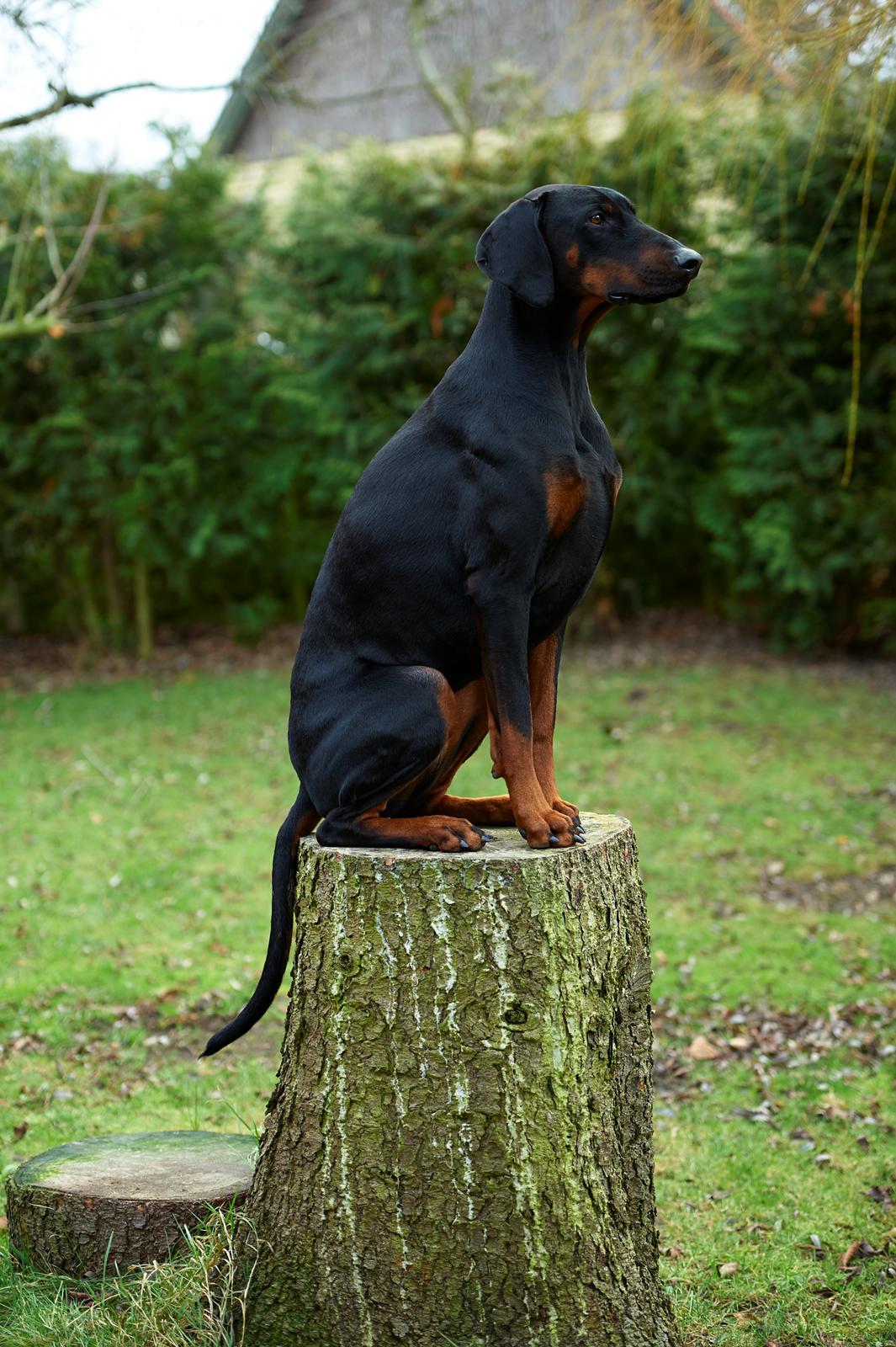 Dobermann Flottenheimer Perle billede 12