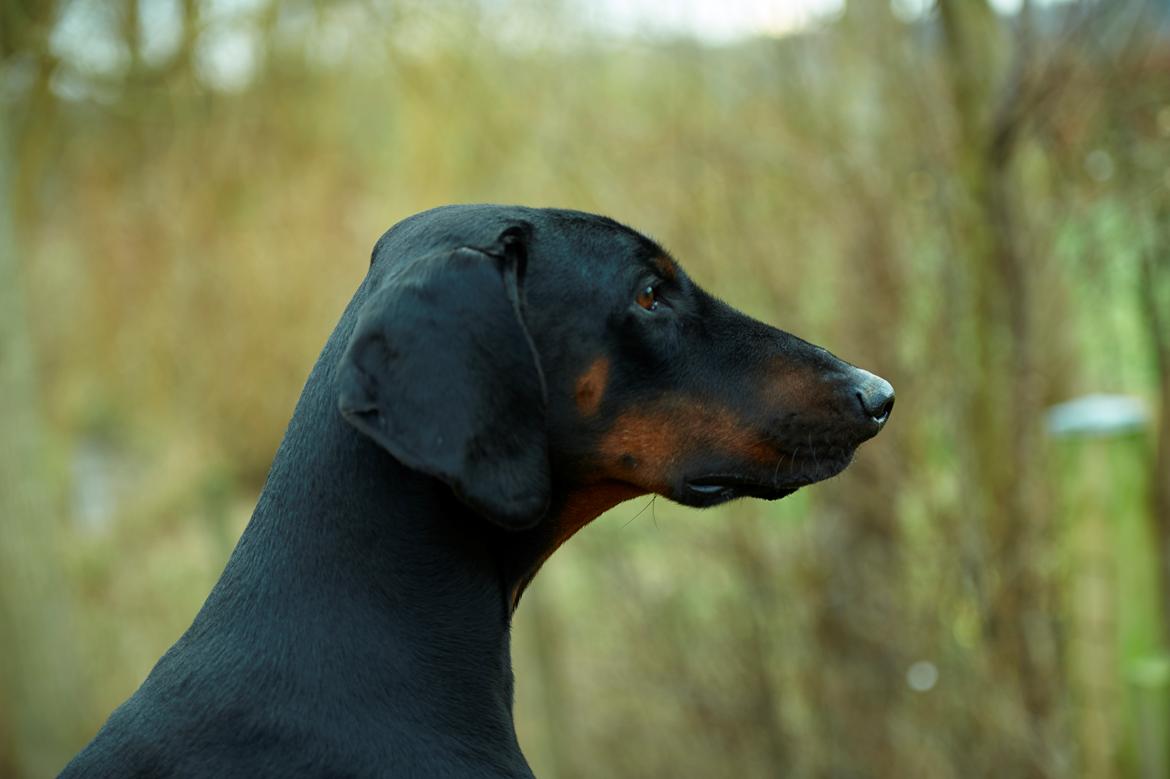 Dobermann Flottenheimer Perle billede 13