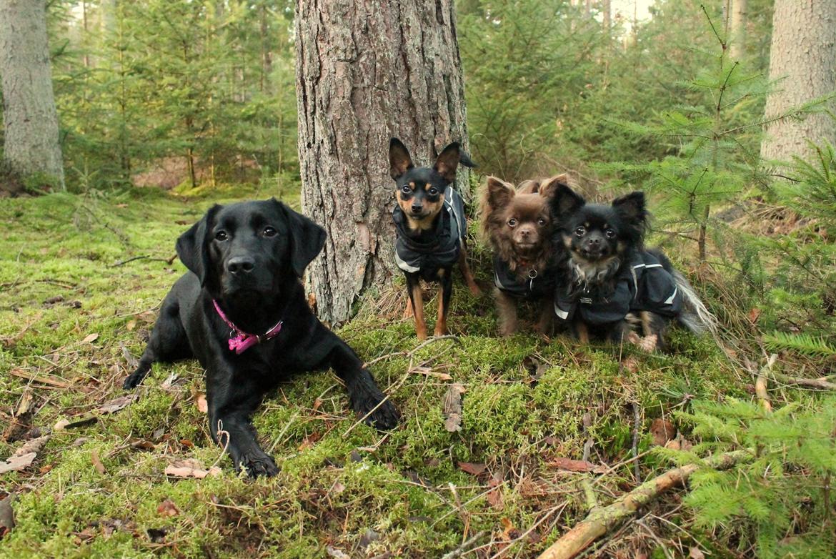 Labrador retriever Enya - 28-12-2016 billede 17