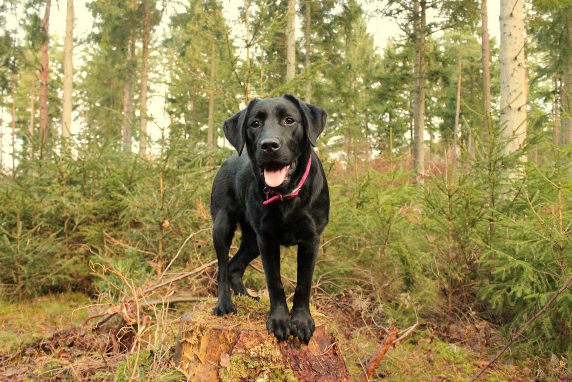 Labrador retriever Enya - 28-12-2016 billede 19