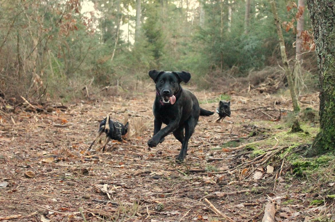 Labrador retriever Enya - 28-12-2016 billede 18
