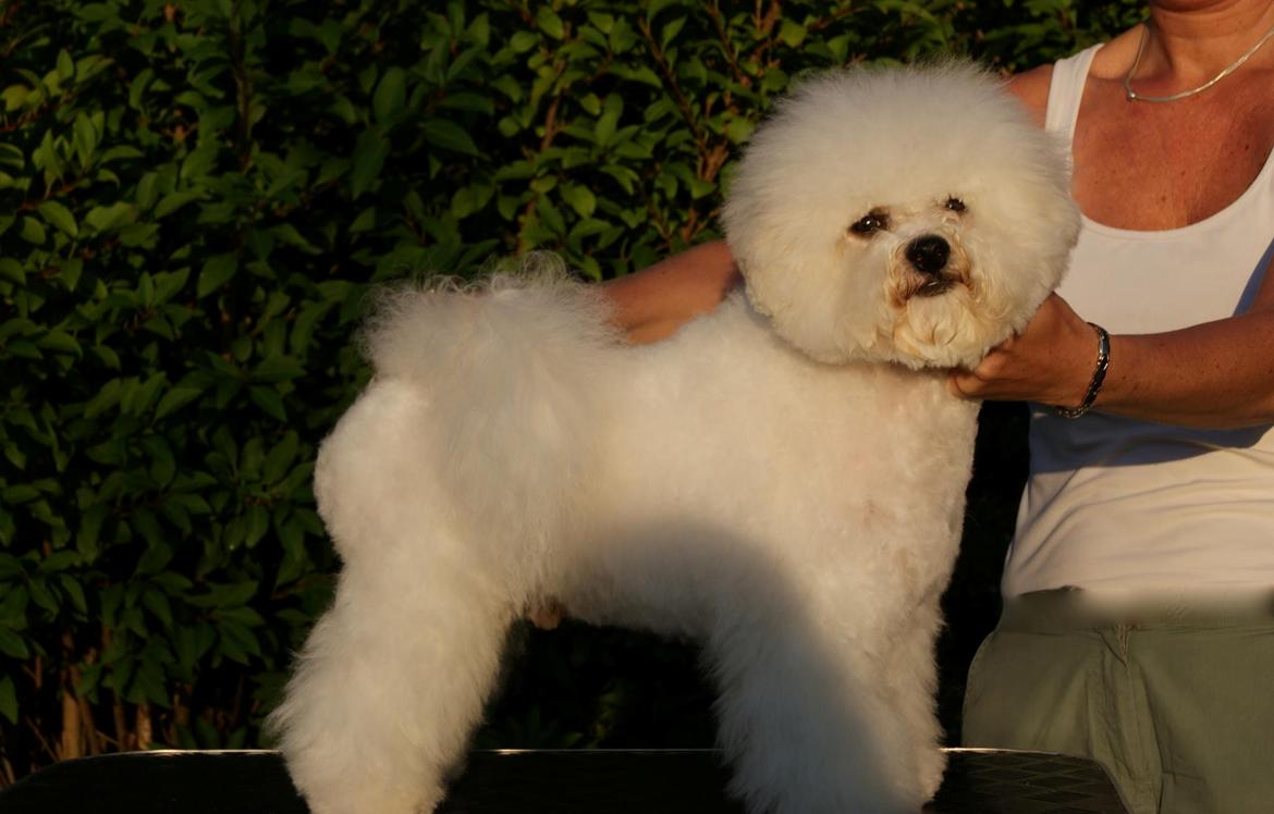 Bichon à poil frisé Castello billede 3