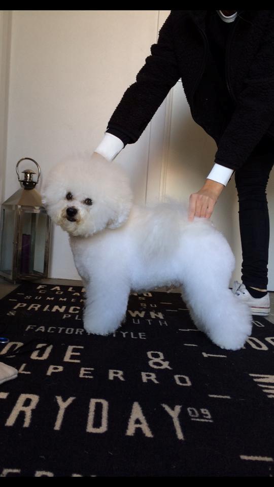 Bichon à poil frisé Castello billede 4