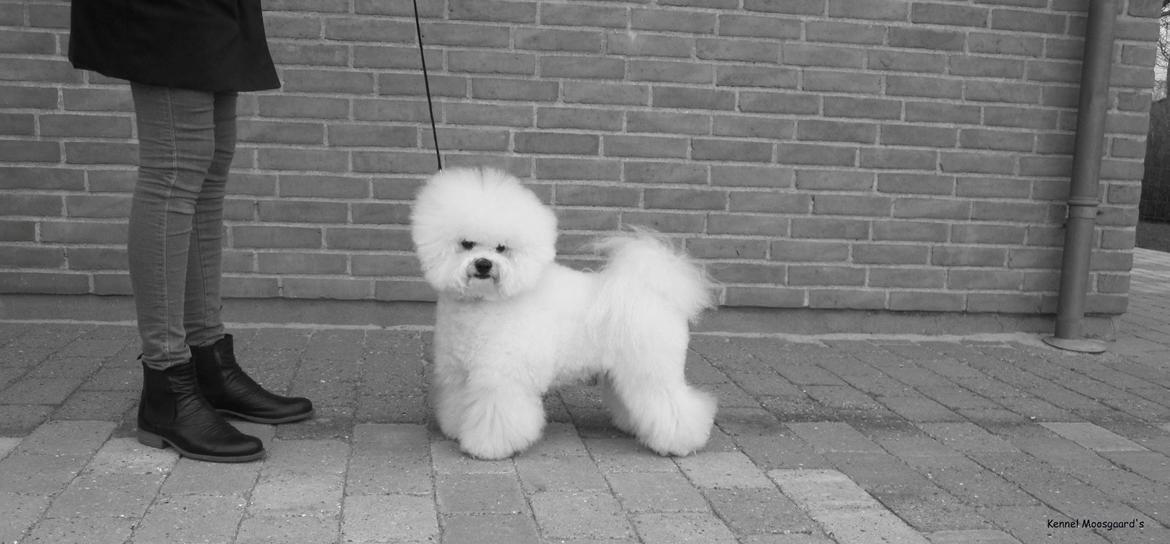 Bichon à poil frisé Castello billede 5