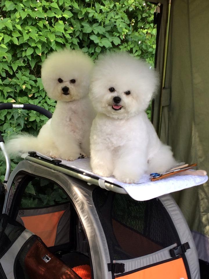 Bichon à poil frisé Castello billede 6