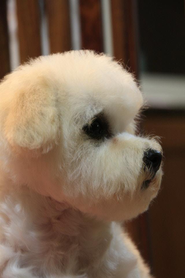 Bichon à poil frisé Castello billede 1