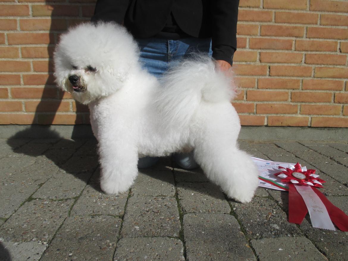 Bichon à poil frisé Castello billede 2