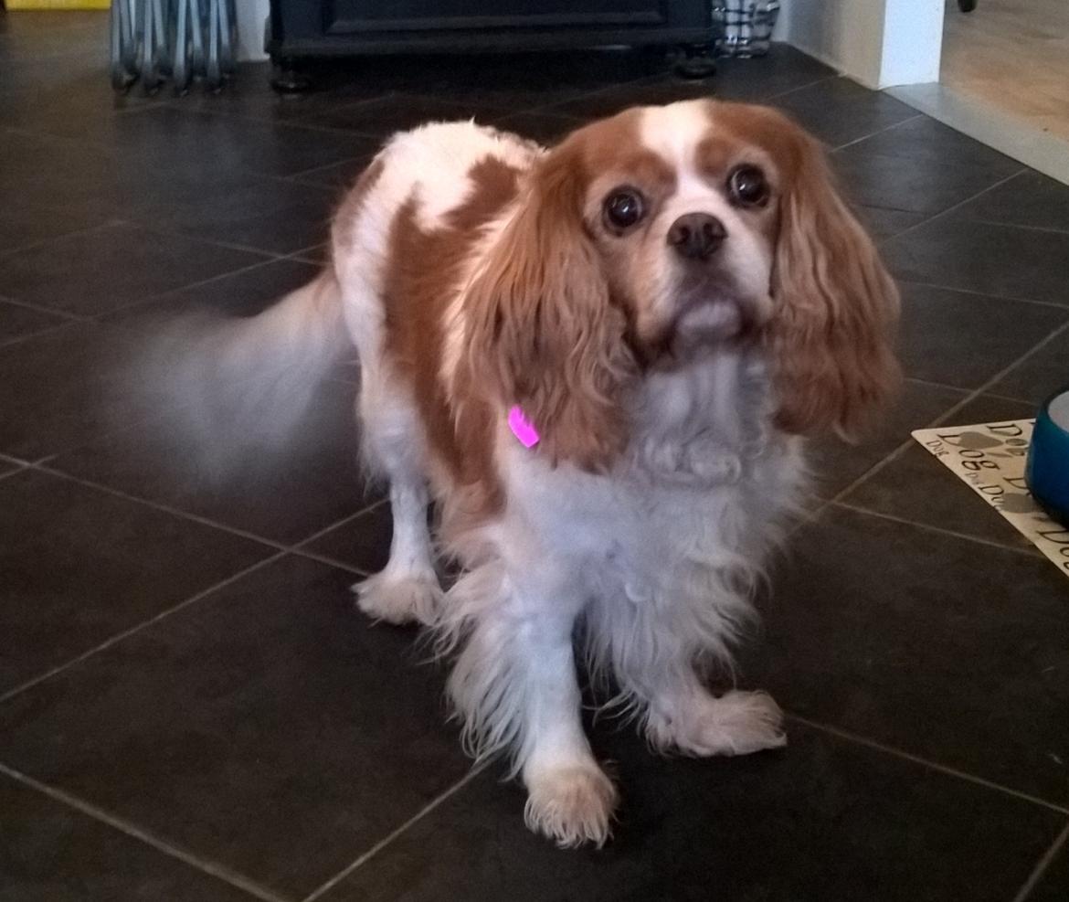 Cavalier king charles spaniel Amanda - Amanda som 11 årig billede 1