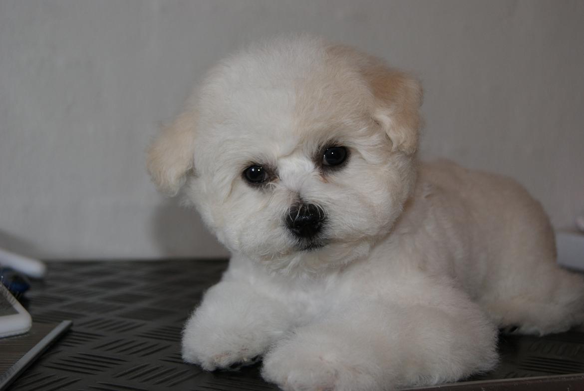 Bichon à poil frisé Cesco billede 2