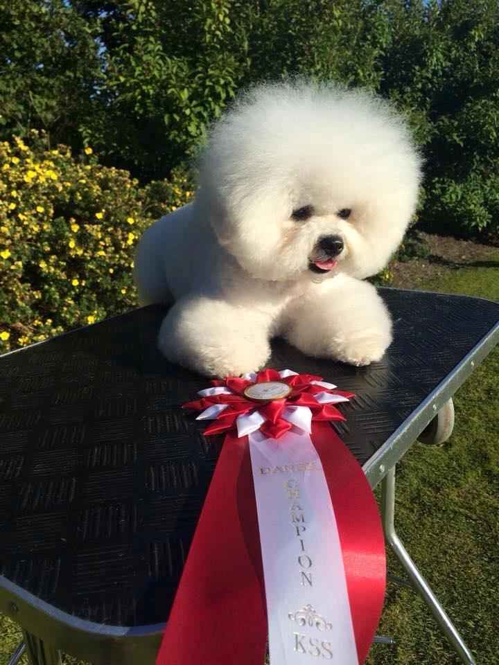 Bichon à poil frisé Cesco billede 4