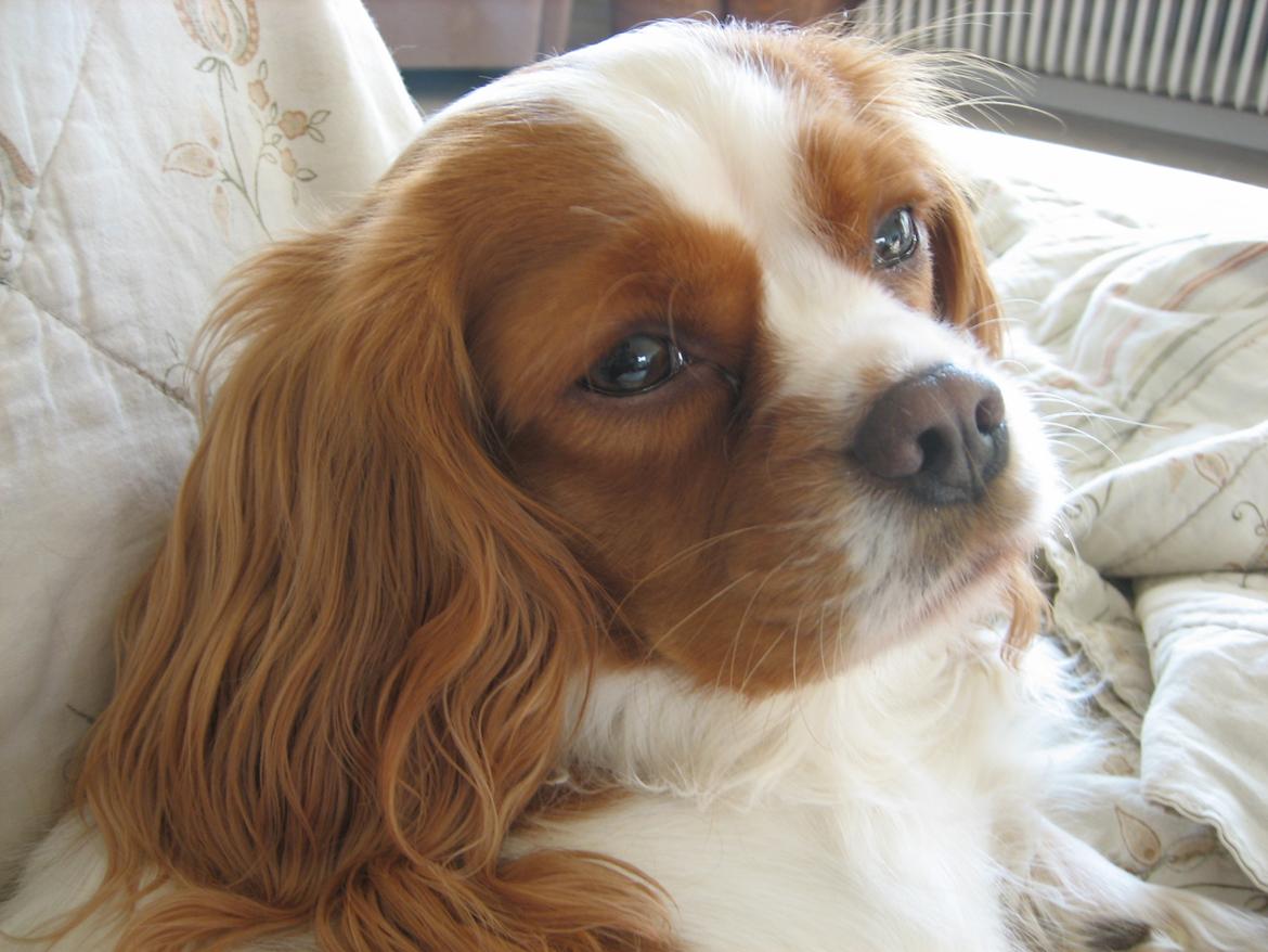 Cavalier king charles spaniel Amanda - Ung Amanda billede 2