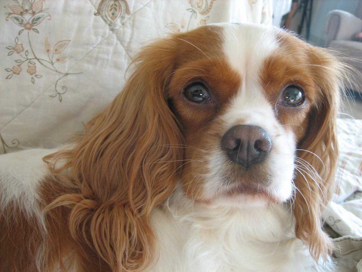 Cavalier king charles spaniel Amanda - Ung Amanda billede 4