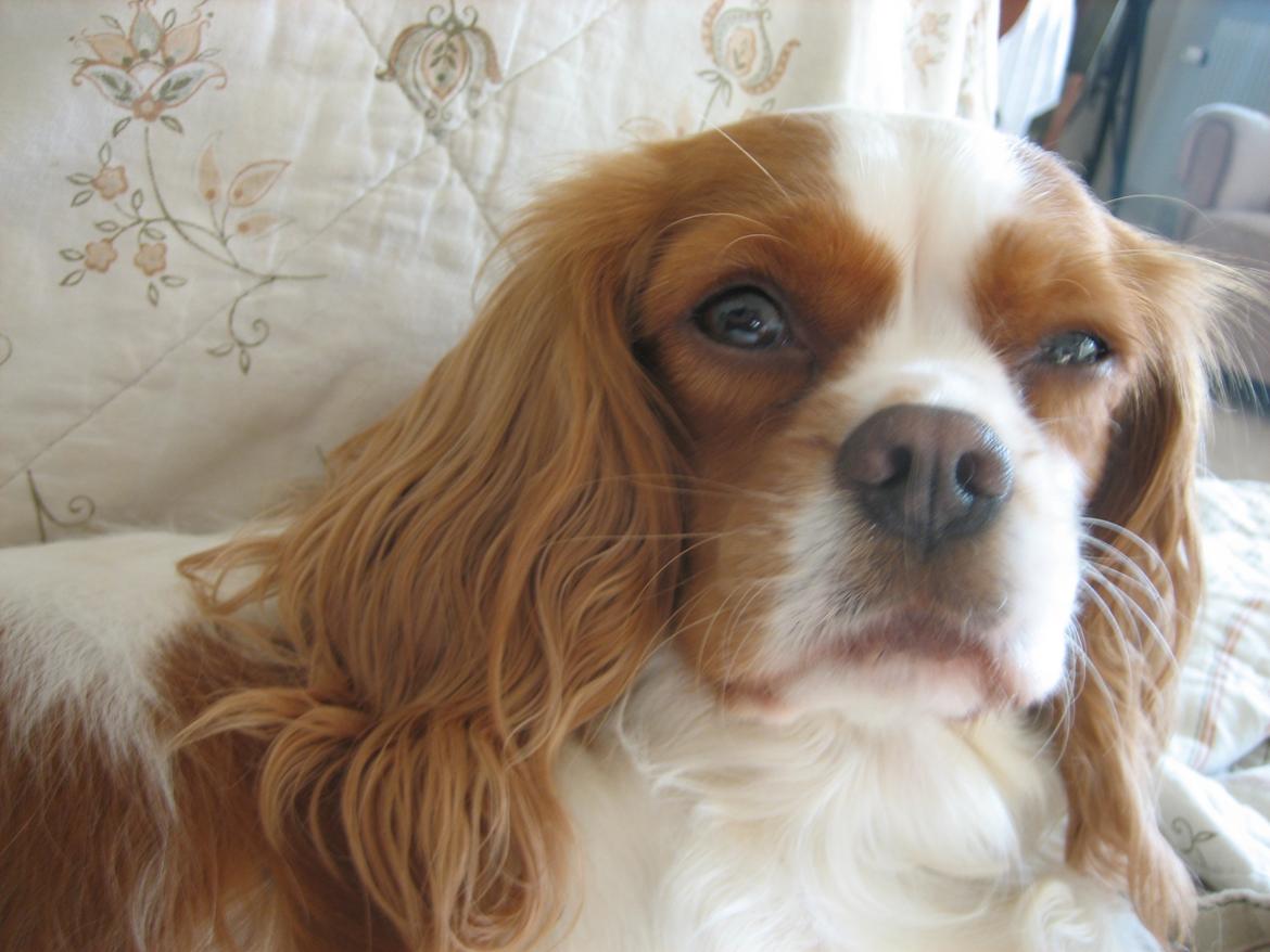 Cavalier king charles spaniel Amanda - Ung Amanda billede 3